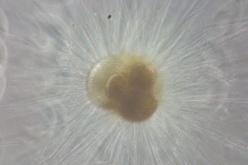 plankton, microscopic organisms, the size of a grain of sand